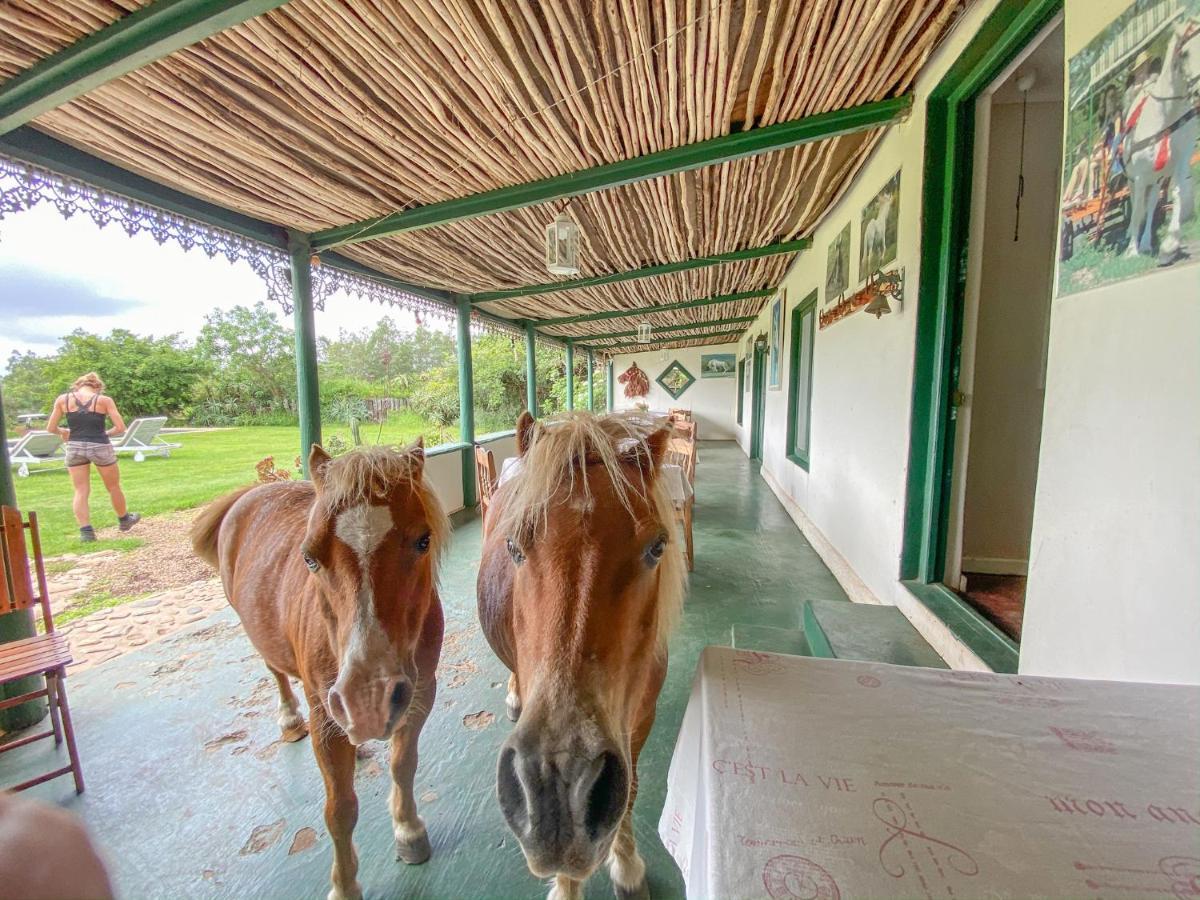 Outeniqua Moon Percheron Stud Farm Ruiterbos Exterior foto